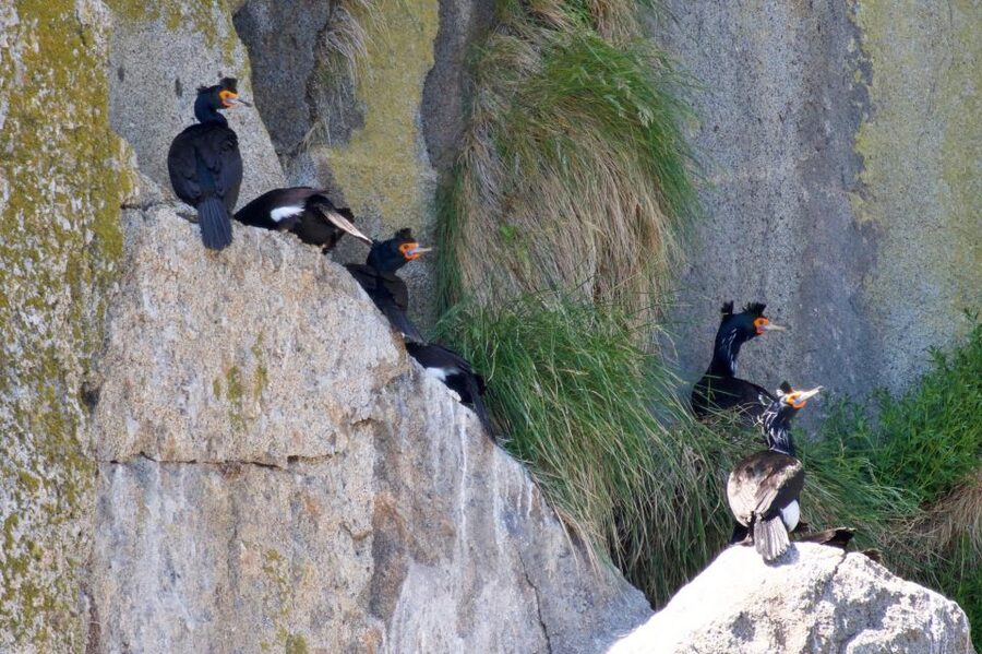 Seward: Kenai Fjords National Park Extended Cruise - Lunch, drinks, and the real value of the $325 price