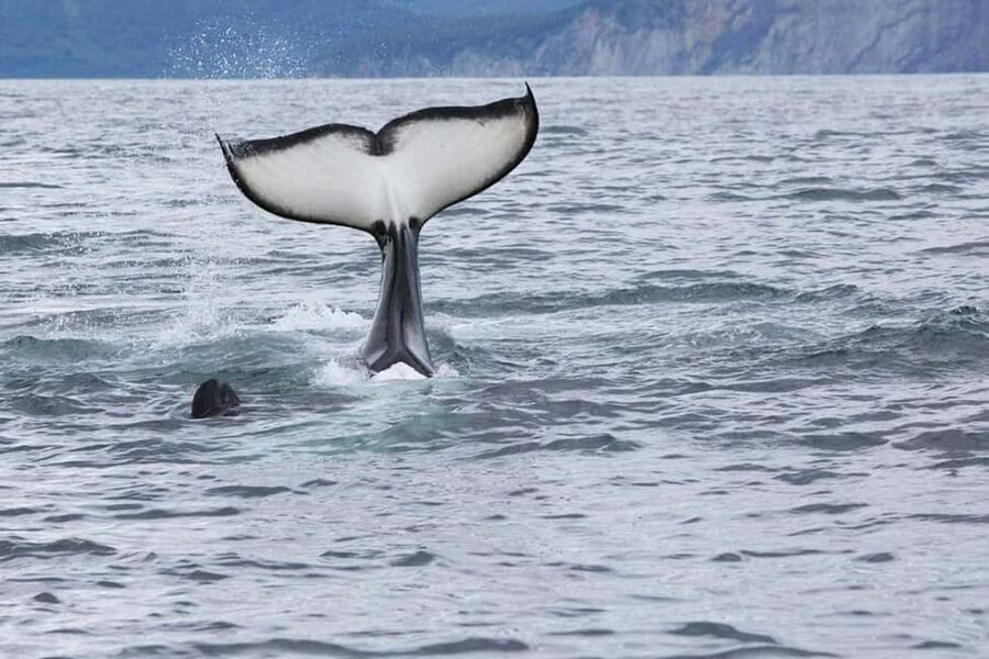 Seward: Kenai Fjords National Park Glacier & Wildlife Cruise - Key highlights that make this cruise worth your time