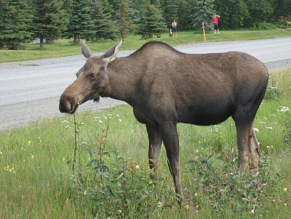 Seward to Anchorage transfer with National Park hike and AWCC - Key highlights you’ll care about