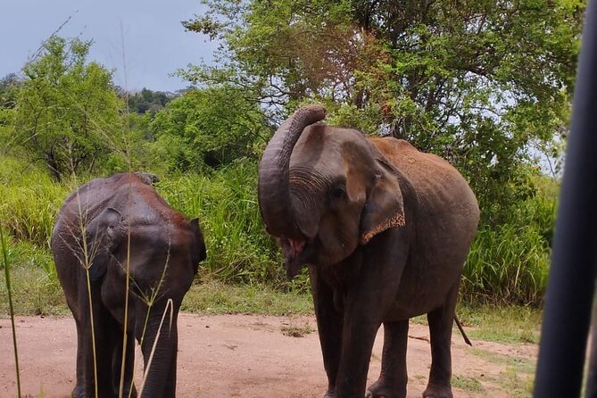 Sigiriya, Dambulla and Minneriya National Park Private Tour In - A packed day that makes sense for short on time