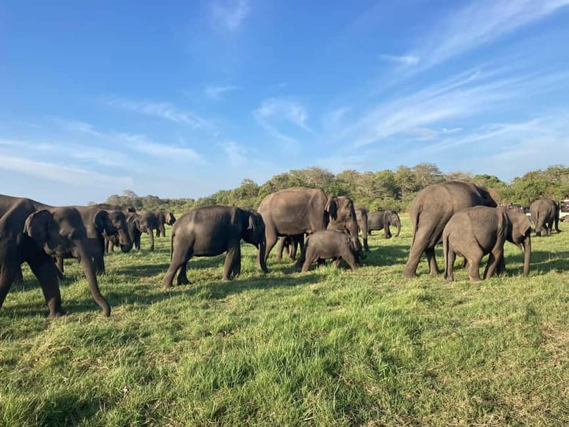 Sigiriya: Elephant Jeep Safari at Minneriya National Park - Quick hits