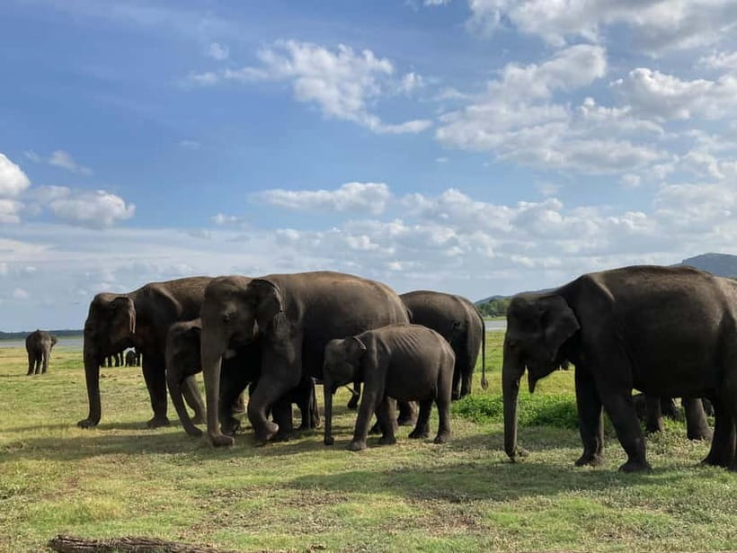 Sigiriya: Elephant Jeep Safari at Minneriya National Park - Baby elephants and how to watch without disturbing