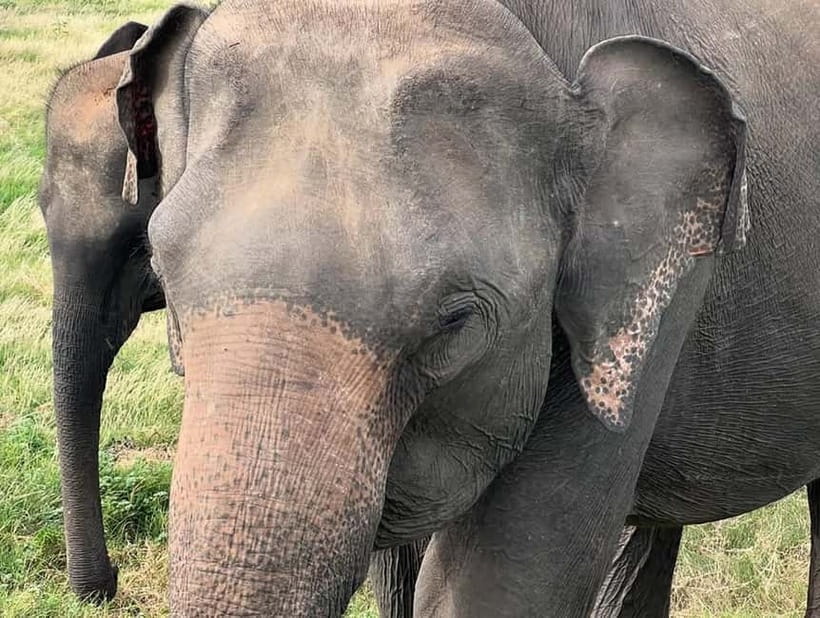 Sigiriya: Elephant Jeep Safari at Minneriya National Park - Price and value: what $45 covers, and what to budget next