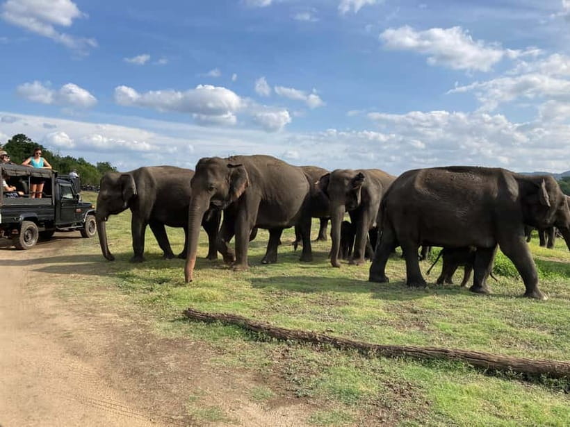 Sigiriya: Elephant Jeep Safari at Minneriya National Park - Practical tips to make your safari smoother
