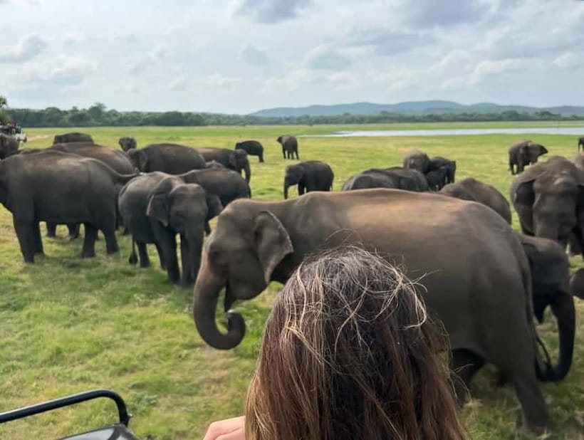 Sigiriya: Elephant Jeep Safari at Minneriya National Park - Who this safari is for (and who should think twice)