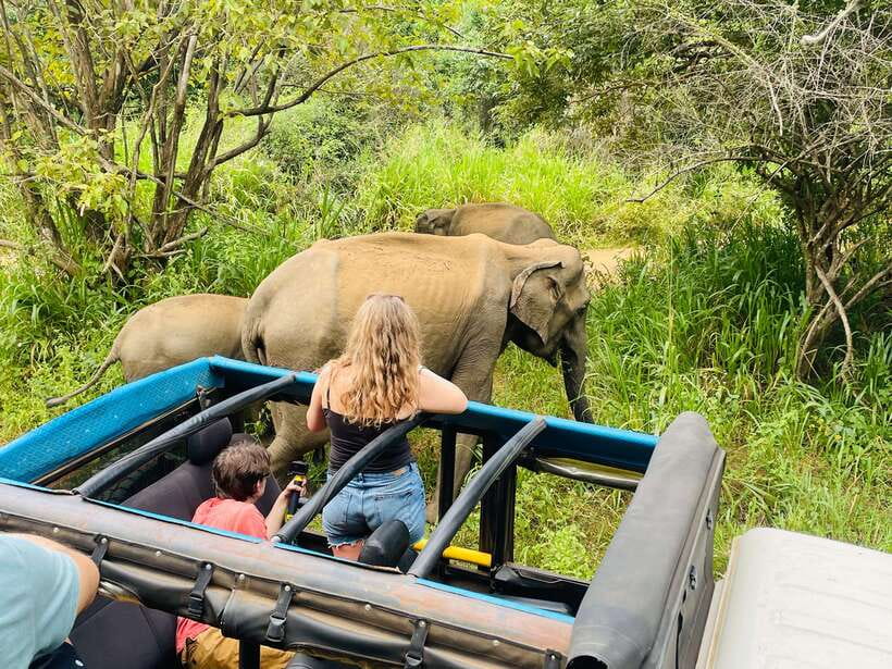 Sigiriya: Elephant Jeep Safari at Minneriya National Park - The 4-hour jeep safari rhythm (and why timing matters)
