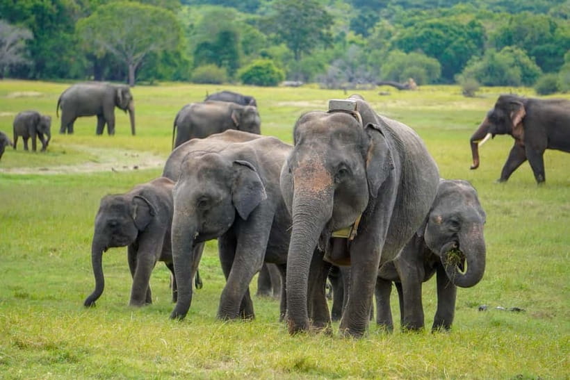 Sigiriya Lion Rock Hike & Minneriya National Park Safari - Key highlights worth your attention