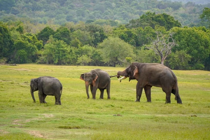 Sigiriya Lion Rock Hike & Minneriya National Park Safari - Sigiriya Lion Rock + Safari in one day: why this combo works