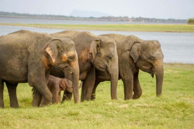 Sigiriya Lion Rock Hike & Minneriya National Park Safari - Hotel pickup and private transport: comfort you’ll notice