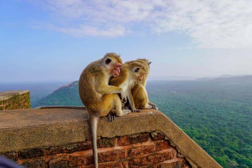 Sigiriya Lion Rock Hike & Minneriya National Park Safari - Weather disruptions: why flexibility matters more than you think