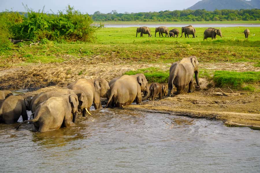 Sigiriya: Minneriya National Park Half Day Safari - More Than Elephants: Crocodiles, Deer, Monkeys, Birds, and More