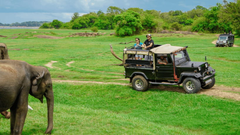 Sigiriya Rock Hike & Minneriya Elephant Safari – Day Tour - Transport and logistics: the private-driver value (and limits)