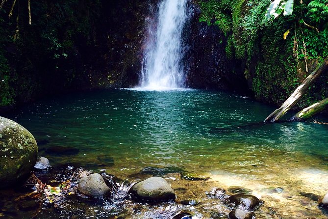 Small-Group Adventure Trek in Grand Etang National Park - Wildlife chances in the rainforest: monkeys, tree boas, birds, and frogs