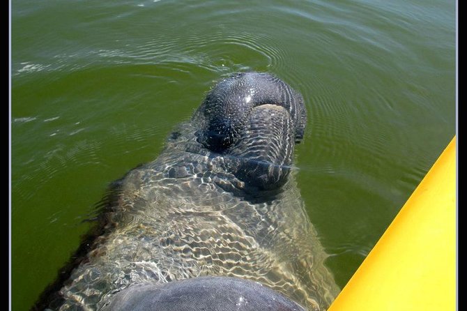 Small Group Boat, Kayak and Walking Guided Eco Tour Everglades - Quick hits before you go