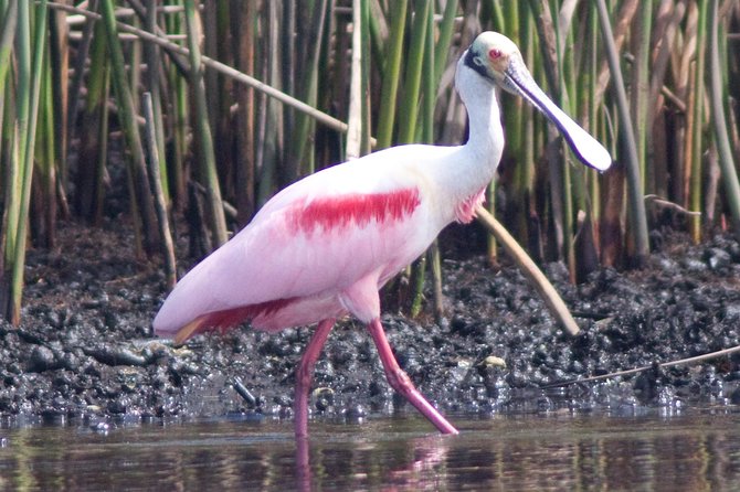 Small Group Boat, Kayak and Walking Guided Eco Tour Everglades - Barrier Island Beach walk: what you learn when tides leave clues