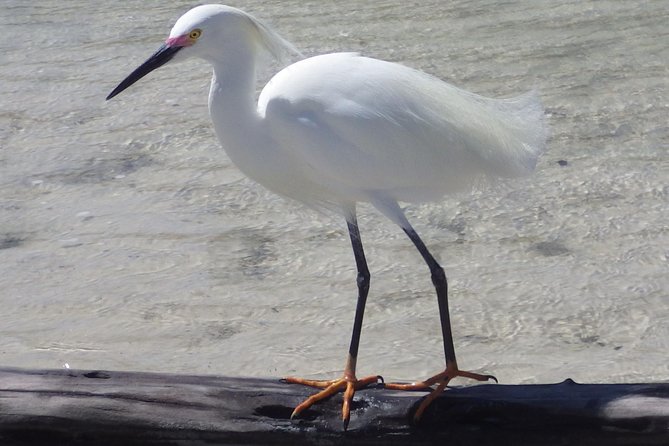 Small Group Boat, Kayak and Walking Guided Eco Tour Everglades - Guide names, storytelling style, and the value of a pro naturalist