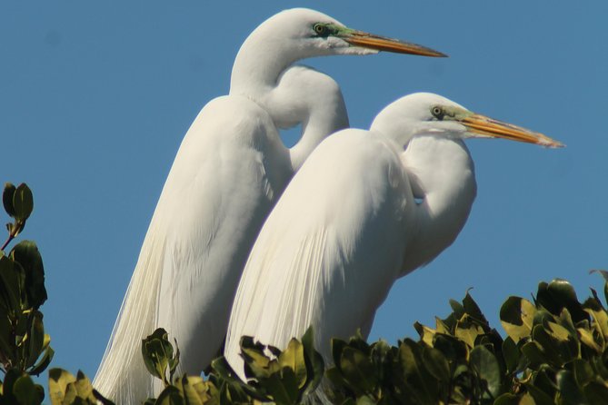 Small Group Boat, Kayak and Walking Guided Eco Tour Everglades - What to bring and how to choose your tour time