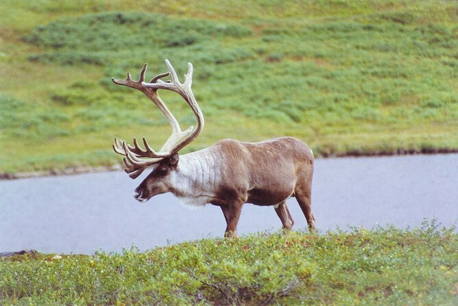 Small-Group Flight Denali National Park Tour with Guided Hike - Price and Value: Is $795 Worth It for This Denali Combo?