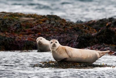 Small-Group Snaefellsnes National Park Day Trip from Reykjavik - Ytri Tunga Beach: seals, dunes, and a farm-by-the-coast feel