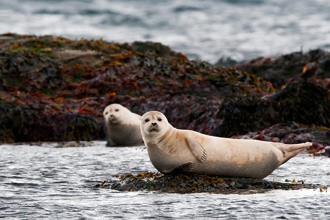 Small-Group Snaefellsnes National Park Day Trip from Reykjavik - Ytri Tunga Beach: seals, dunes, and a farm-by-the-coast feel