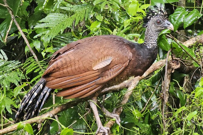 Small Group Tortuguero National Park Canoe Tour - Who should book this canoe tour—and who might skip it