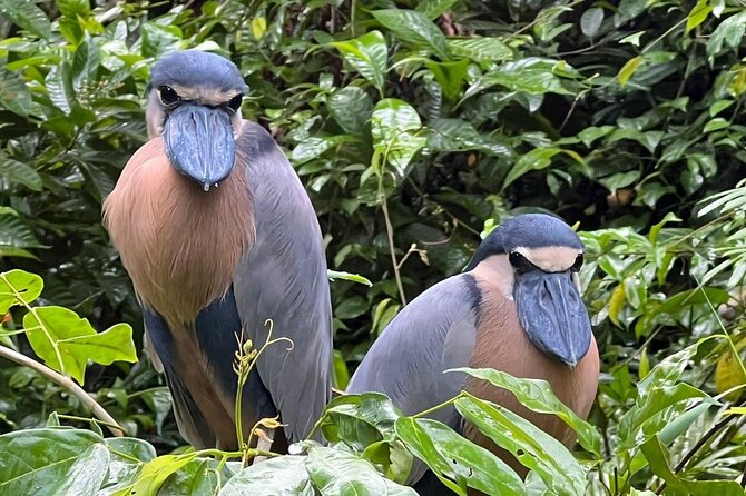 Small Group Tortuguero National Park Canoe Tour - Meeting point routine: coffee, snacks, and gear you’ll actually use