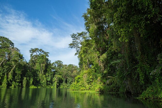 Small-Group Tortuguero National Park Night Walk in Costa Rica - Night in Tortuguero: why it feels like a different park