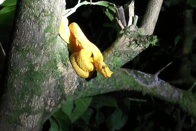 Small-Group Tortuguero National Park Night Walk in Costa Rica - The 6:30 pm start and how the 2 hours typically play out
