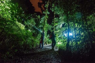 Small-Group Tortuguero National Park Night Walk in Costa Rica - Tortuguero National Park after dark: what you might see