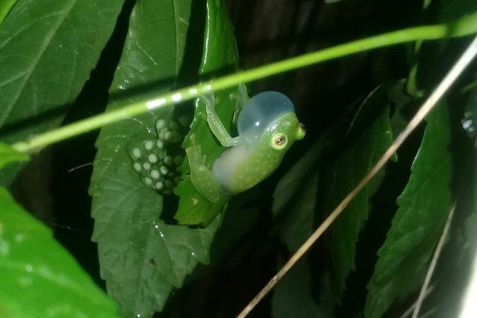 Small-Group Tortuguero National Park Night Walk in Costa Rica - Who this night walk is for (and who should skip it)
