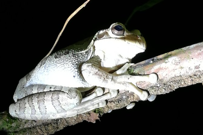 Small-Group Tortuguero National Park Night Walk in Costa Rica - Should you book this Tortuguero night walk?