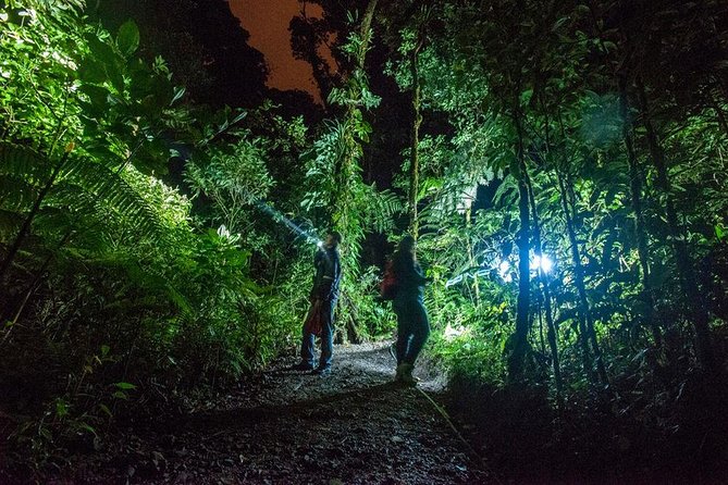 Small-Group Tortuguero National Park Night Walk in Costa Rica - Tortuguero National Park after dark: what you might see