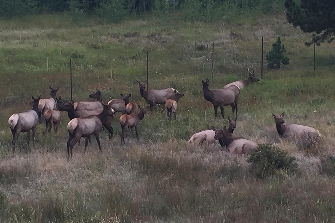 Small-Group Tour of the Rocky Mountain National Park from Denver - The van ride matters: small-group comfort, safe driving, and fun facts