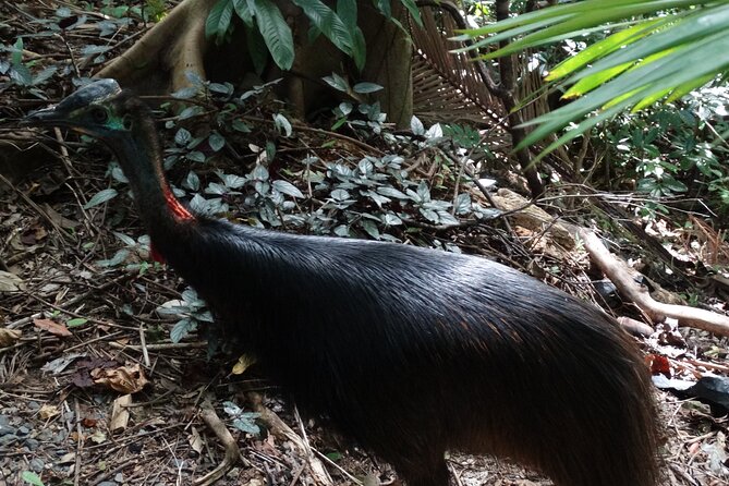 Small-Group Trekking Experience in Daintree National Park - Key things to know before you go