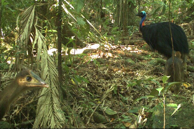 Small-Group Trekking Experience in Daintree National Park - The private nature reserve detail that makes a big difference