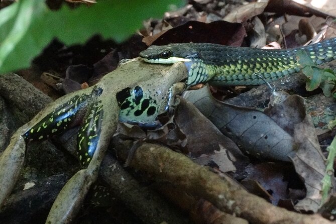 Small-Group Trekking Experience in Daintree National Park - Your itinerary in two stops: what each moment is for