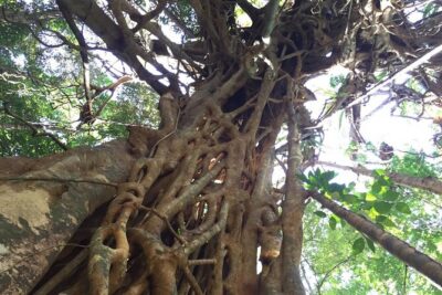 Small-Group Trekking Experience in Daintree National Park - Meet your guide: Wet Tropics science with Iain’s storytelling