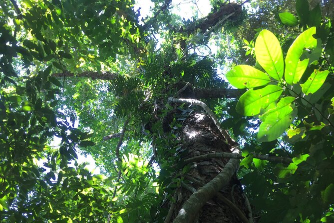 Small-Group Trekking Experience in Daintree National Park - Small-group pace: why max 10 people is worth paying for