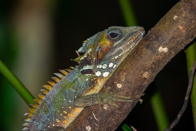 Small-Group Trekking Experience in Daintree National Park - Why the lack of boardwalks is a feature, not a drawback