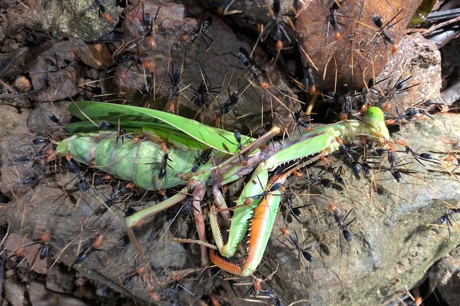 Small-Group Trekking Experience in Daintree National Park - Duration and timing: 1 hour 45 minutes done right