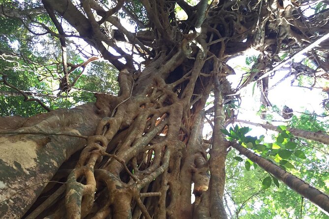 Small-Group Trekking Experience in Daintree National Park - Meet your guide: Wet Tropics science with Iain’s storytelling