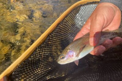 Smoky Mountains National Park Half Day Fly Fishing - How the Guide Chooses Your Fishing Spot