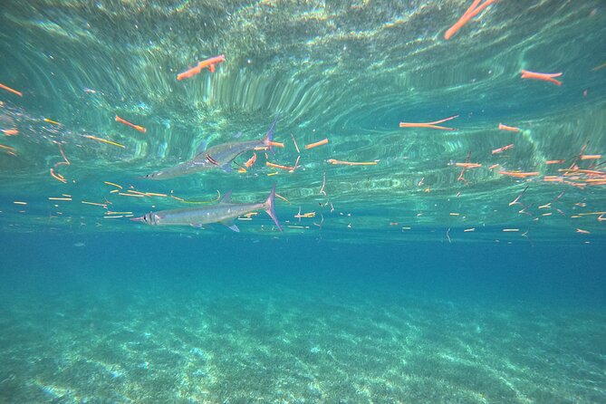 Snorkel at the Reef 2 HOURS Puerto Morelos National park - Guide Style: Friendly, Active Spotting (and Names You Might Hear)