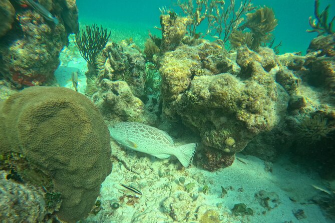 Snorkel at the Reef 2 HOURS Puerto Morelos National park - Reef Health Reality: Why You’ll Still Enjoy It