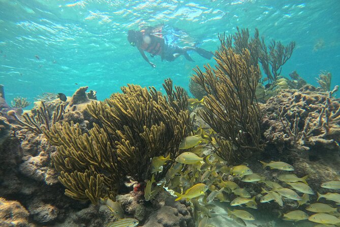 Snorkel at the Reef 2 HOURS Puerto Morelos National park - The Reef Swim at Puerto Morelos: Calm Water and Real Sea Life