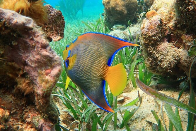 Snorkeling adventure at Puerto Morelos Reef National Park - Key highlights worth paying attention to