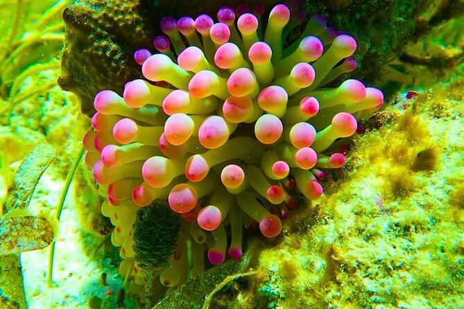 Snorkeling adventure at Puerto Morelos Reef National Park - The two-hour flow: what happens from boat to reef to return