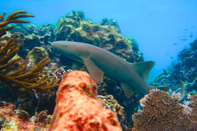 Snorkeling adventure at Puerto Morelos Reef National Park - Wildlife spotting: your realistic checklist for this reef