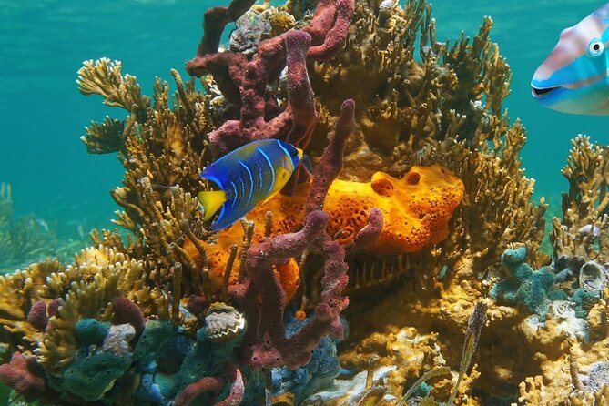 Snorkeling adventure at Puerto Morelos Reef National Park - Price and dock tax: the value math you should do first