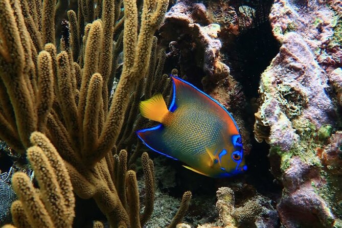Snorkeling adventure at Puerto Morelos Reef National Park - Weather and seasickness: how to protect your experience